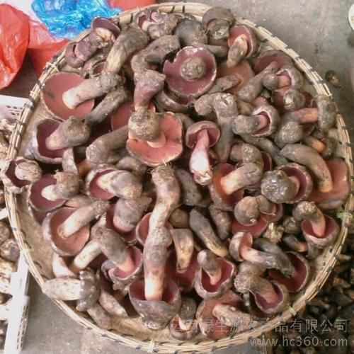 紫红牛肝菌