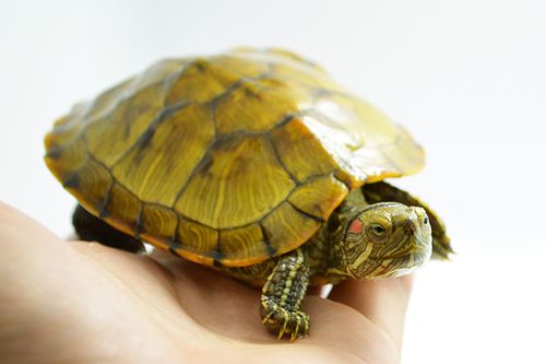 招财龟怎么养养招财龟真的能招财吗cyzs97