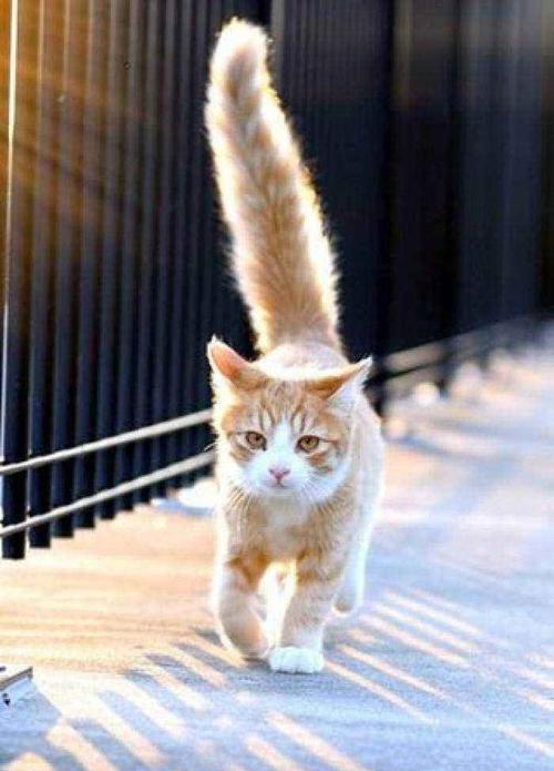 猫的尾巴能说话:不同的猫尾巴告诉你猫咪的秘密