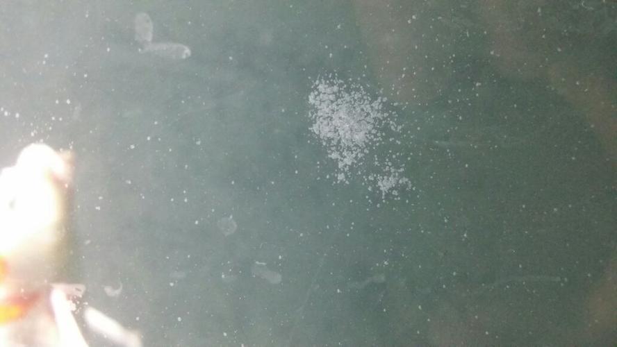 鱼缸玻璃里面长了许多白色斑点,求这个是什么,除了人工擦掉,有没有