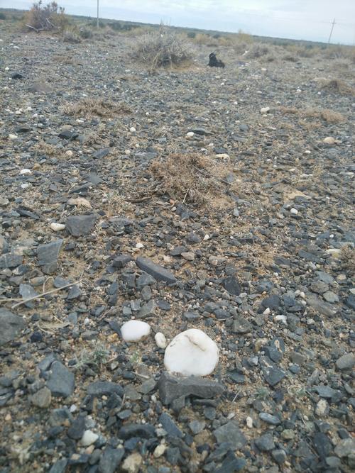d10:和布克赛尔～福海～乌伦古湖～北屯～布尔津～贾登屿