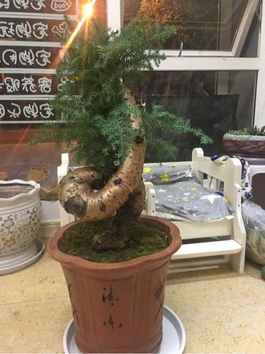 澳洲杉怎么修剪