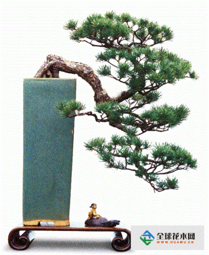 厚雪严霜青不改——松树盆景(图)