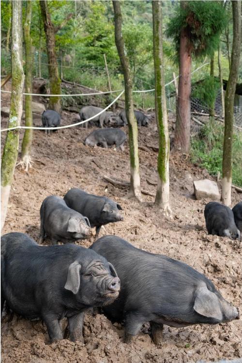 目标是那 养在森林深处的青峪黑猪