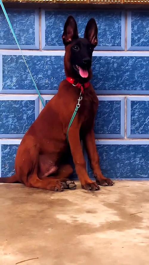 马犬#自己喜欢的就是最好的