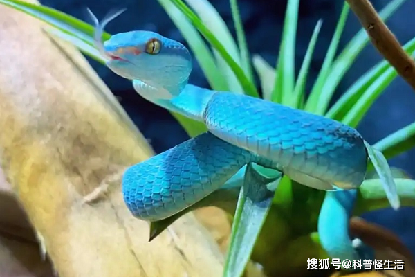庞大,数量繁多,像白唇竹叶青,福建竹叶青,台湾竹叶青,海岛竹叶青等等