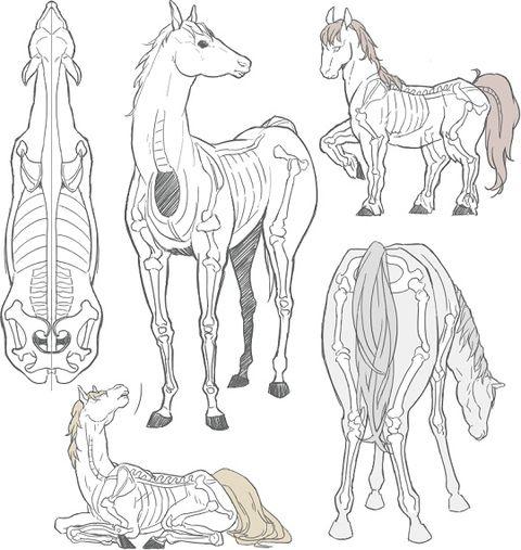 【讲座】10个"马"的精选画法【骨骼,姿.