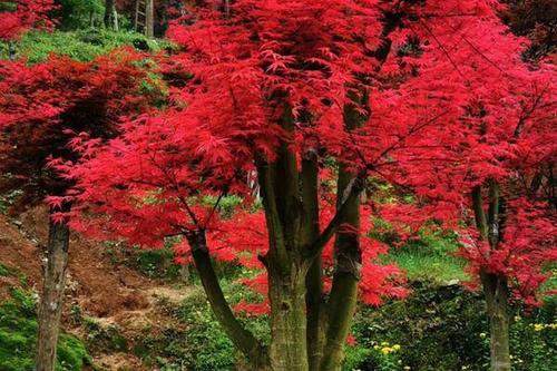 0/株 日本红枫 新品种红小袖红枫