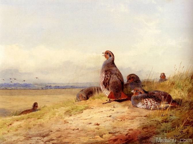 阿奇博尔德索伯恩archibald thorburn