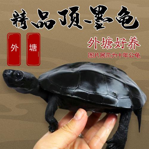 酷爬 墨龟活体 宠物乌龟 全墨墨龟观赏龟顶墨龟中华草龟 乌龟 宠物