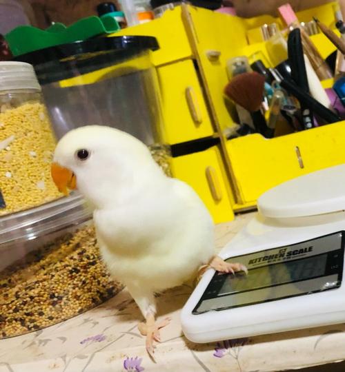 软软糯糯的日本桃99_日本_鹦鹉_牡丹_日本桃_宠物