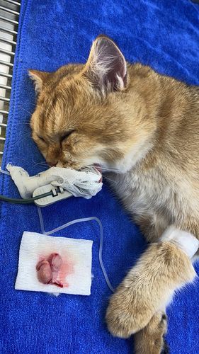 【日记】1岁公猫绝育日记～多图警告!还有图