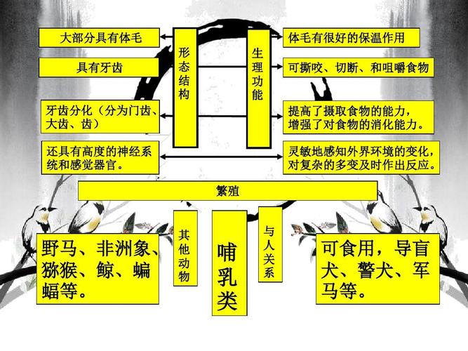 哺乳类思维导图(泰安)ppt