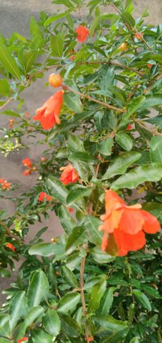 石榴花分雌雄双性,雄花只开花不结果.