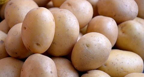 土豆生芽有毒不能吃,是整个土豆都不能吃,还是只有生芽的地方不能吃?