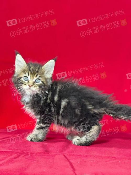 缅因缅因,家里还有布偶和银渐层