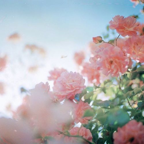 高清头像 胶片摄影 蔷薇花开