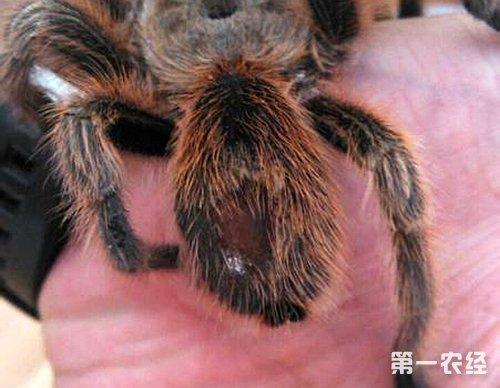 火玫瑰蜘蛛踢毛注意事项