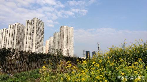 重庆高新区大学城康居西城,油菜花开了,好美哦