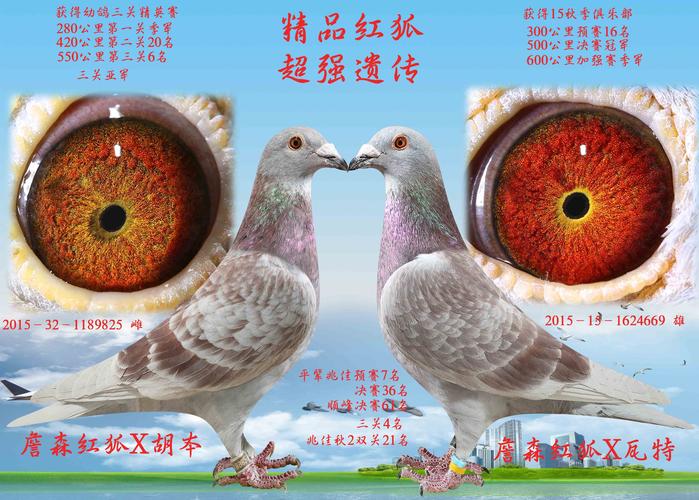 精品红狐