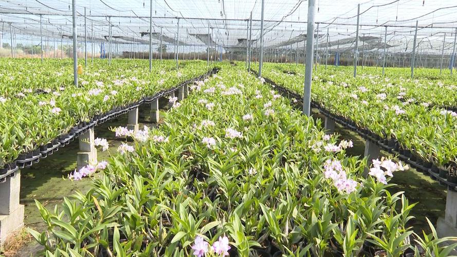 三年时间,近8000人因他走上"致富路",东方这位"兰花王子"值得为他点赞