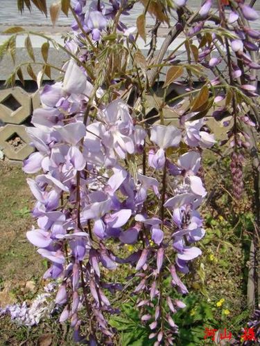 紫藤