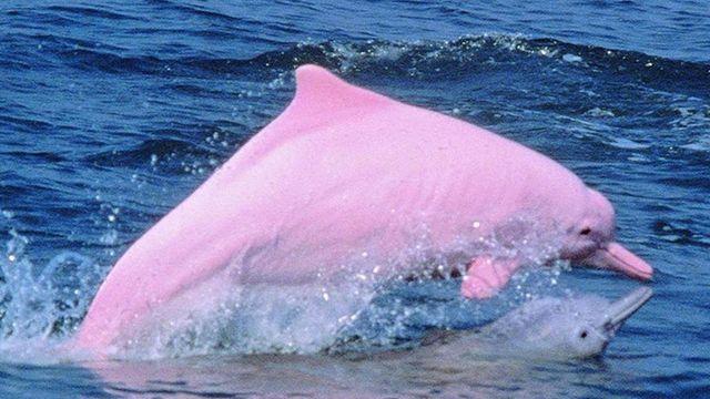 亚马逊河豚粉色的淡水豚 亚马逊河豚具.