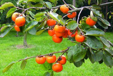 首页 瓜果 柿子 > 信息详情   最新报价 四周柿柿子10公斤以上,装箱