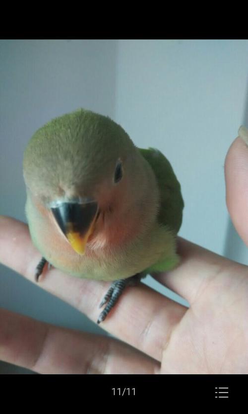 请问这只鹦鹉是骡子吗?