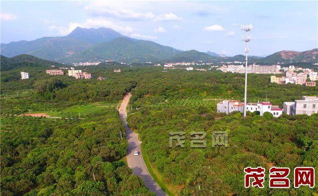 高州根子镇连片荔枝园. 茂名日报社全媒体记者 丘立贺摄