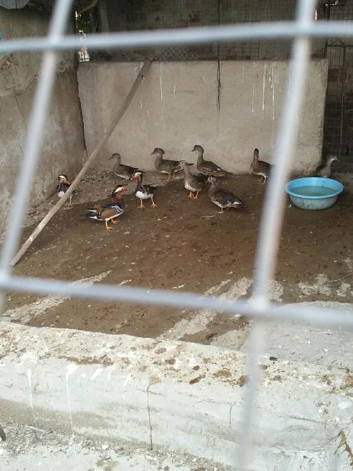 天津哪里有卖鸳鸯苗的?