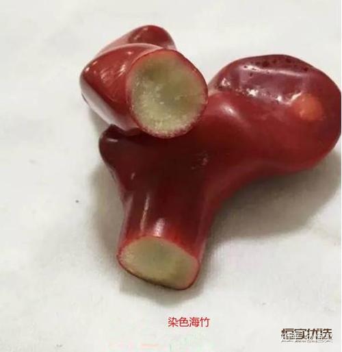 图片|染色海竹,来源网络