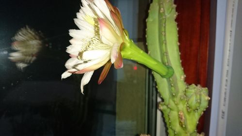难得一见的仙人山开花