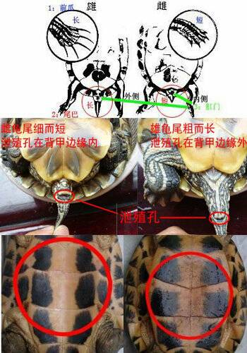 如何分辨公母乌龟图片