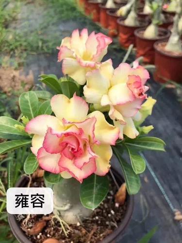 沙漠玫瑰|花瓣|倒挂金钟|天竺葵|紫色_网易订阅