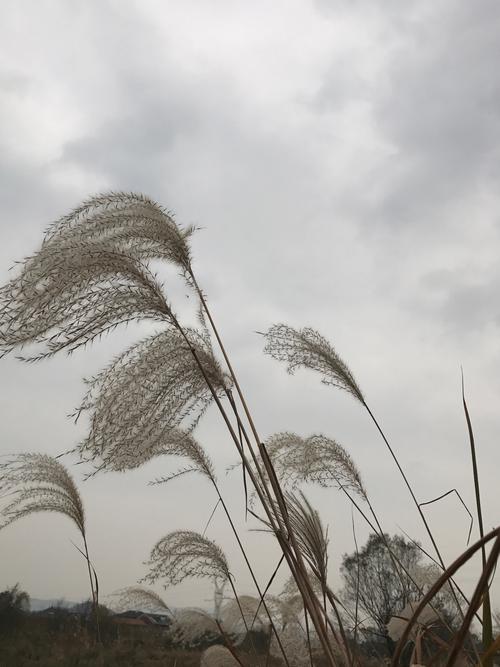 芦花飞絮