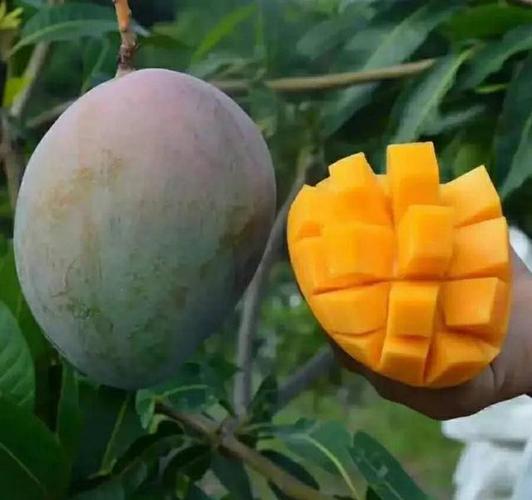 攀枝花的凯特芒果不比热