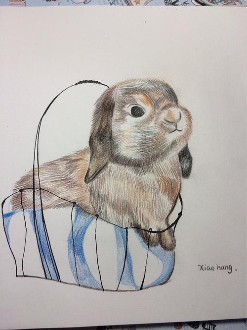 学彩铅 画的小兔兔
