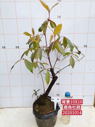 杂木品类吊茄子桂花盆景熟桩老桩美化净化居室室内外绿植花卉苗木