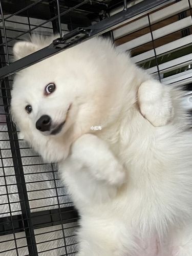 今日狗片|狗子表情越来越搞笑了 萨摩耶日常_萨摩耶_搞笑_宠物_狗