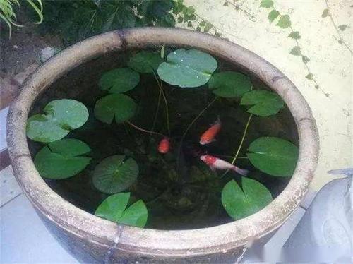 古法养鱼为什么用陶缸泥缸?有讲究