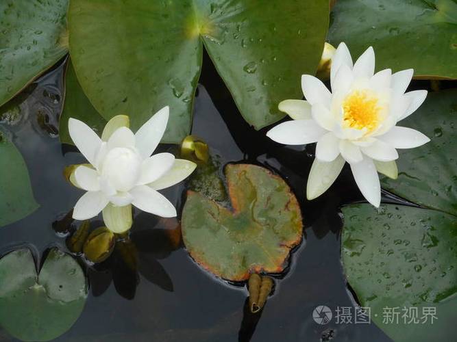 睡莲在池塘水中的白色花朵