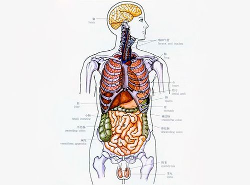 人体器官分布图简图人体器官分布图简图人体器官分布图简图