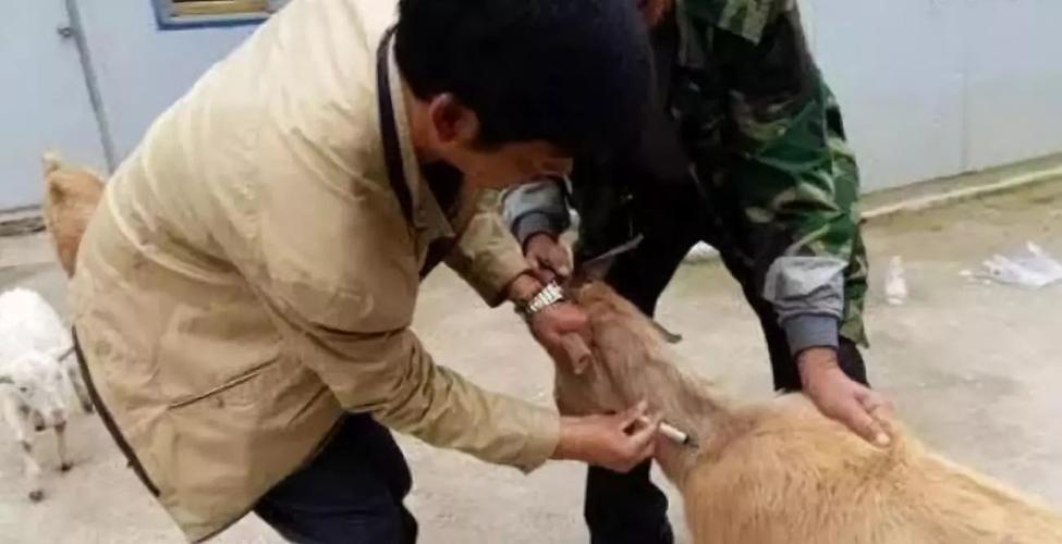 给羊打针很多人不会进来学习吧