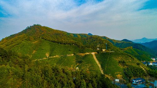 杭州径山妙高茶叶