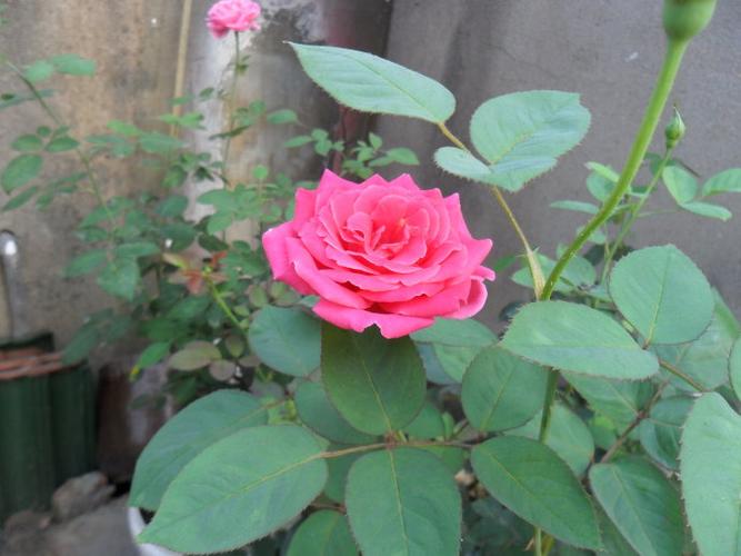 经典月季花—粉和平