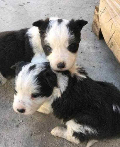 1个月的边境牧羊犬1500元(公母均有)