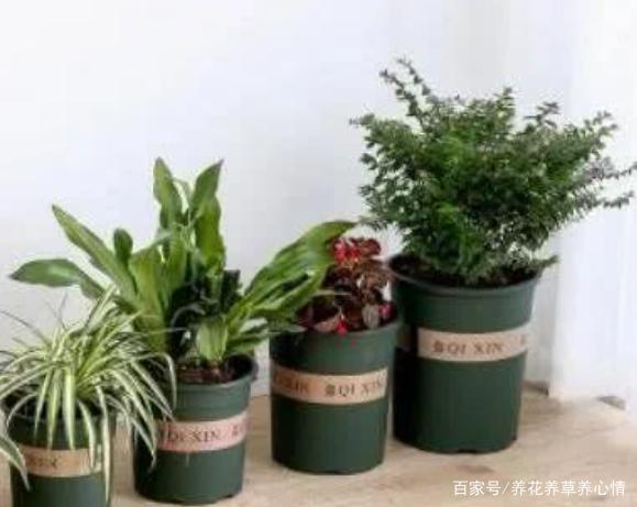 建议:植物生长离不开三大元素氮磷钾肥,当我们的插穗再次移栽生根服