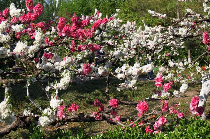 [转载]济南百花公园