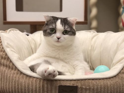 李喜猫